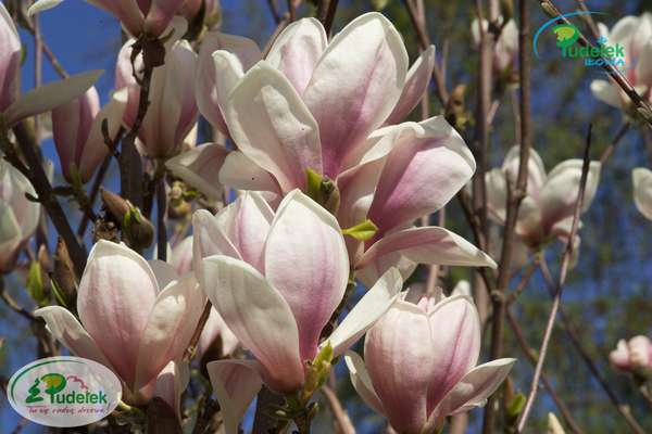 Magnolia Speciosa